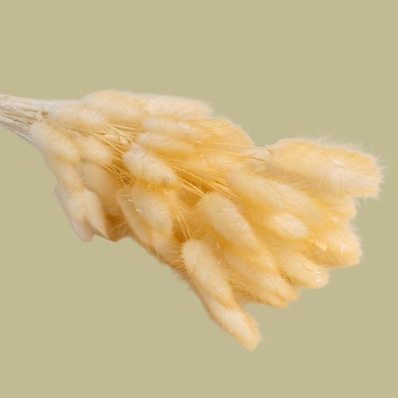 컬러 천연 강아지풀 꽃다발 