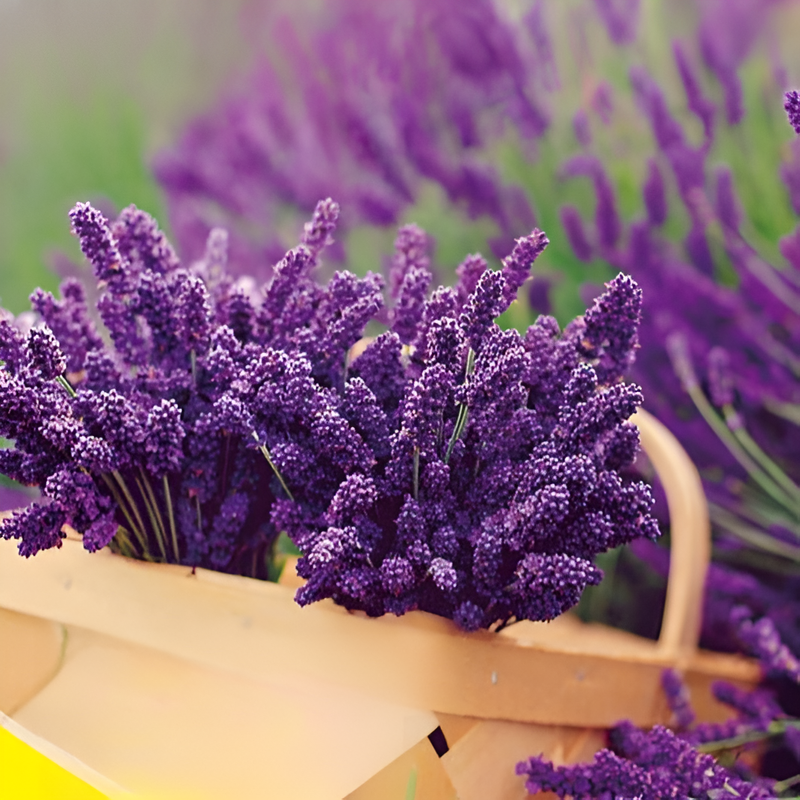 四季の花寄せ植えセット