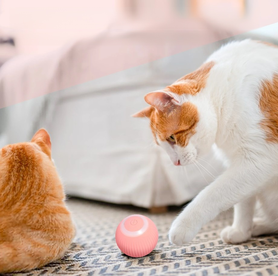 고양이 공 장난감