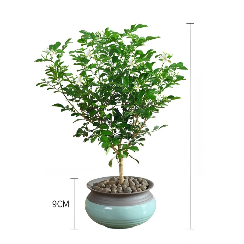 Mosquito repellent, strong fragrance, four season flowering, nine spice potted plant