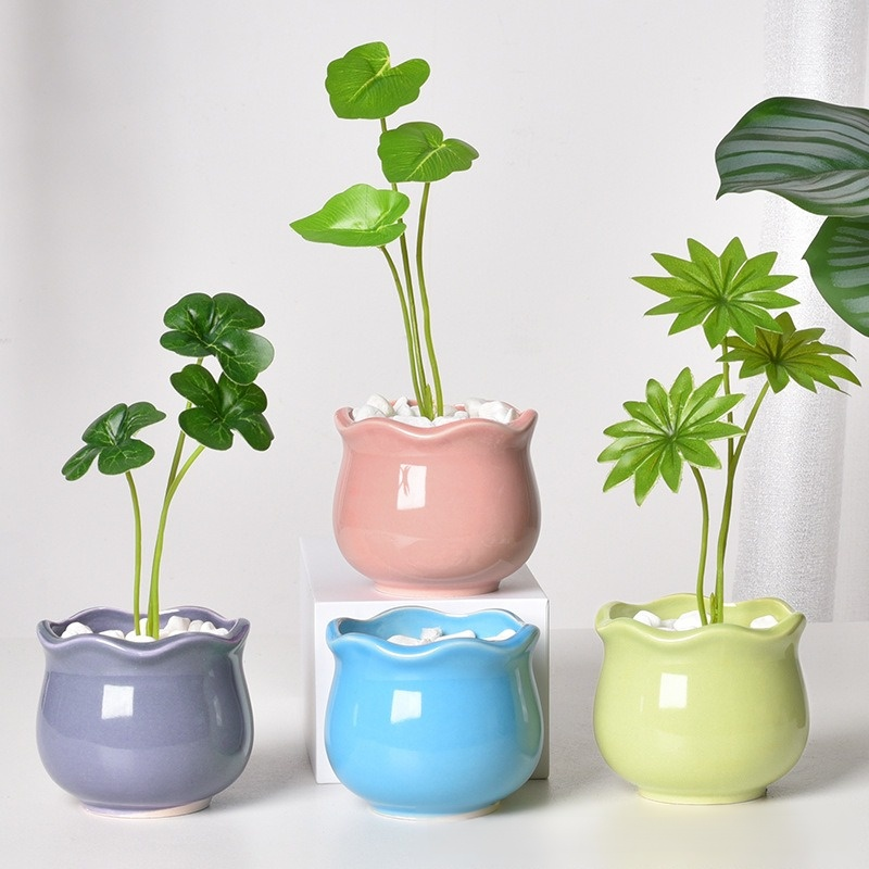 인테리어용 미니 선인장 다육이 화분 세트