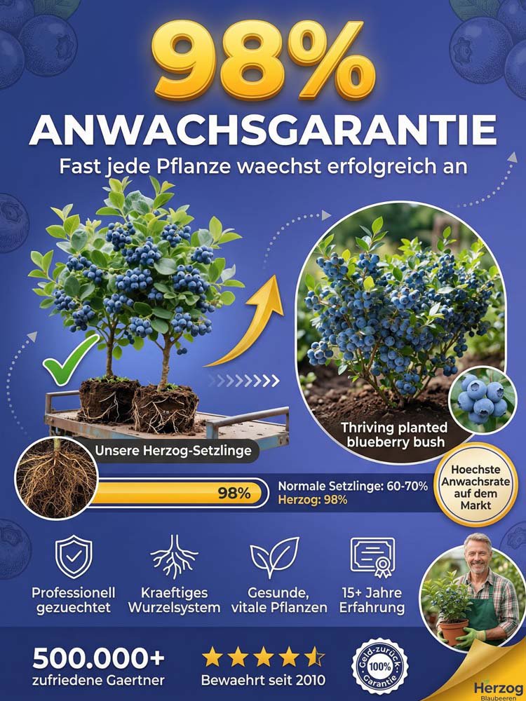 Duke Blaubeerpflanze XXL - Gro￟fruchtig & Ertragreich im Topf 