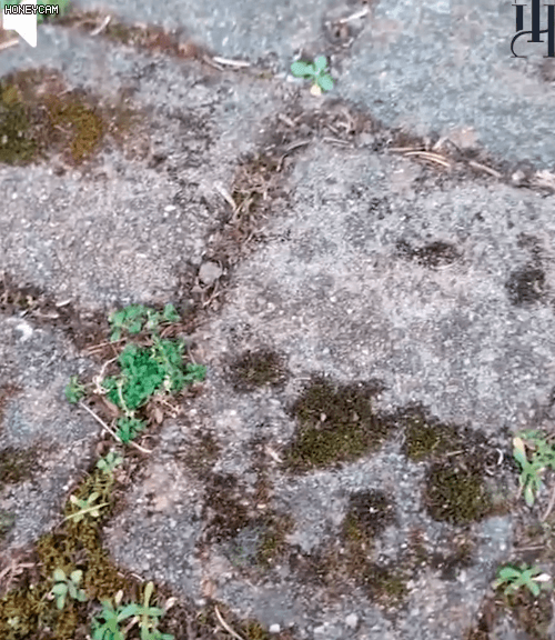 Honeycam 2026-03-12 16-05-49.gif