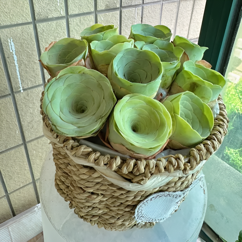 Planta suculenta Mountain Rose en maceta