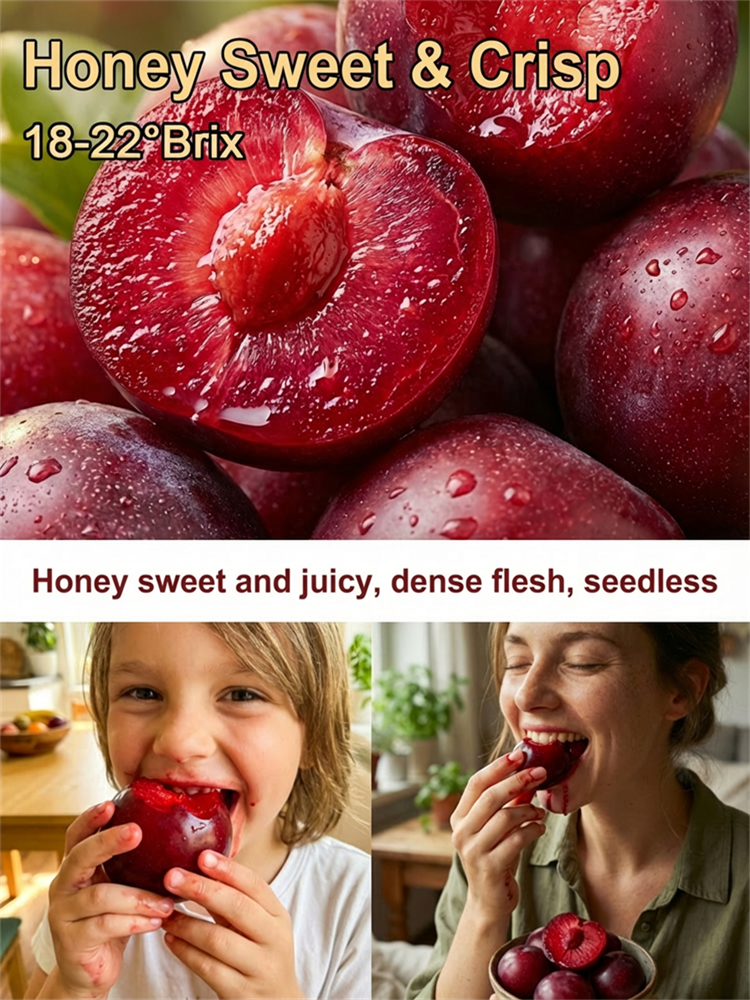 Australian Seedless Candied Red Plum Sapling [Guaranteed Alive or Refund]