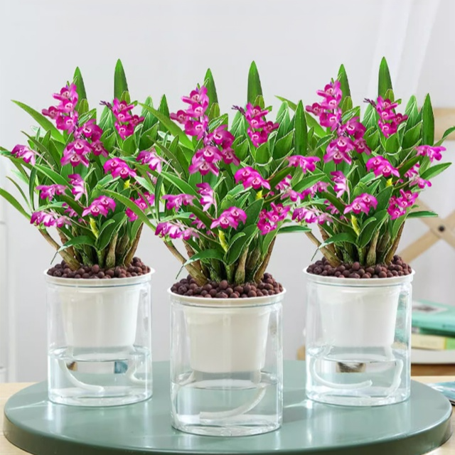Potted Dendrobium Orchid