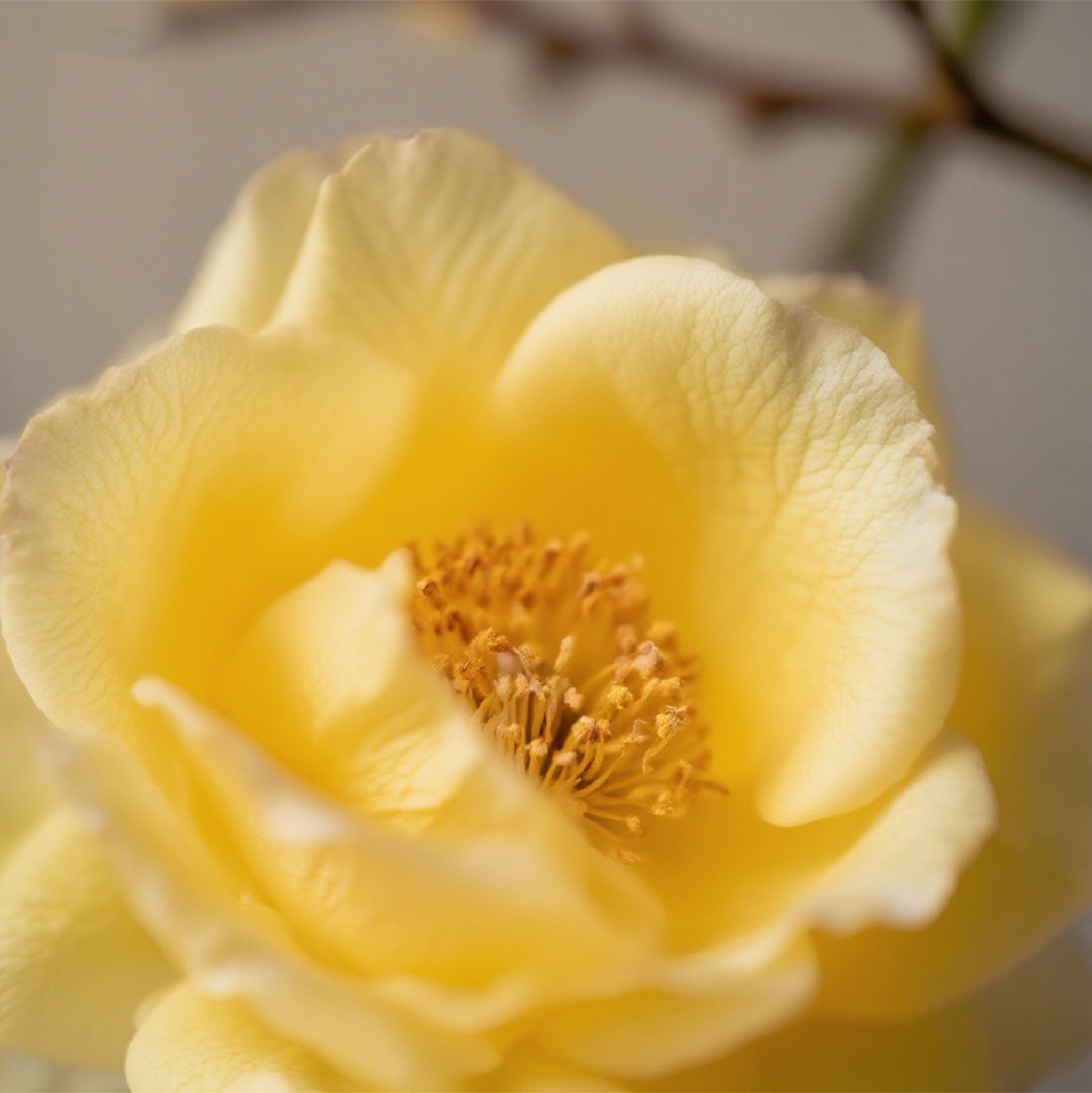 กุหลาบกระถางพร้อมปลูก