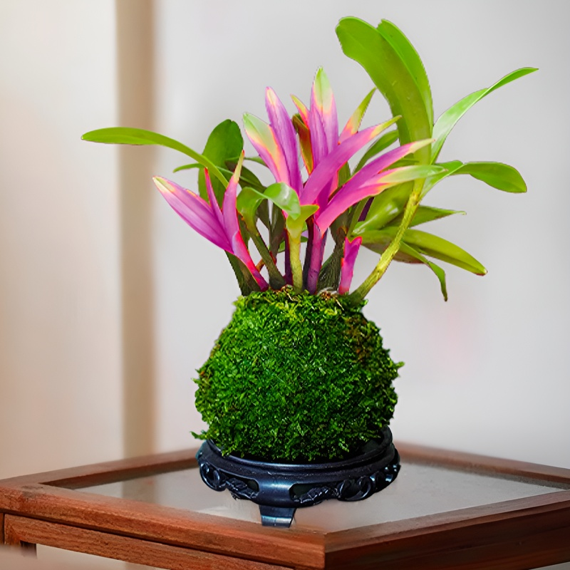 Perfume Dendrobium improves sleep, green plants purify air
