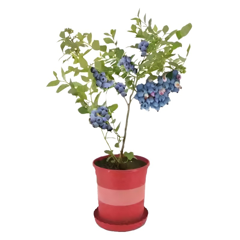 藍美一號苔蘚藍美苗