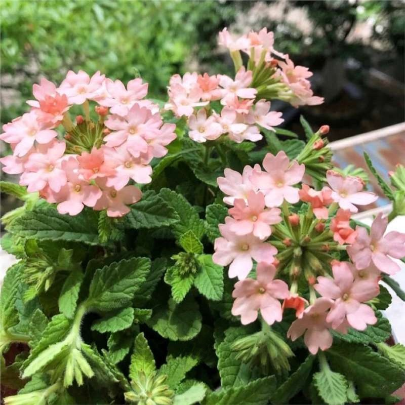 Four Seasons Planting Verbena Seeds