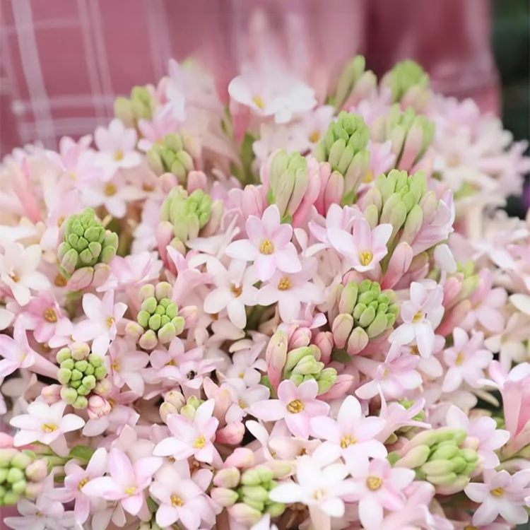 팔레노프시스 난초 실내 식물