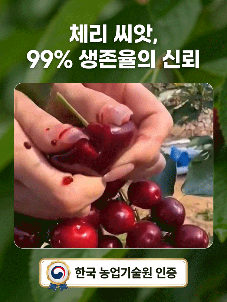 100% 생존 체리 묘목