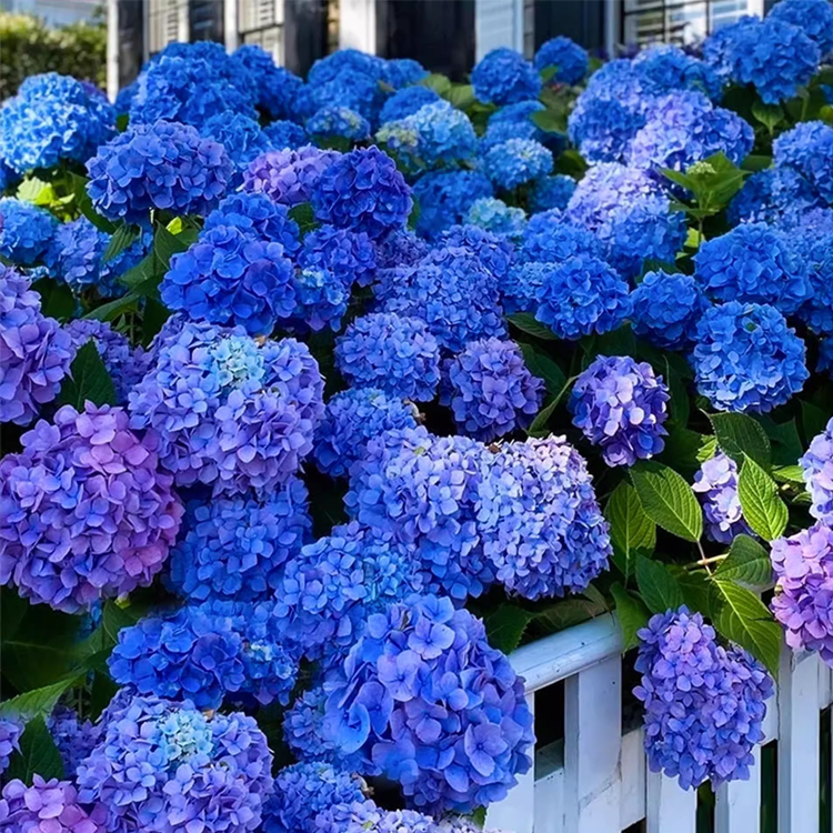 เมล็ดไฮเดรนเจียสำหรับปลูกในกระถาง ทั้งในร่มและกลางแจ้ง ไม้ดอกยืนต้น