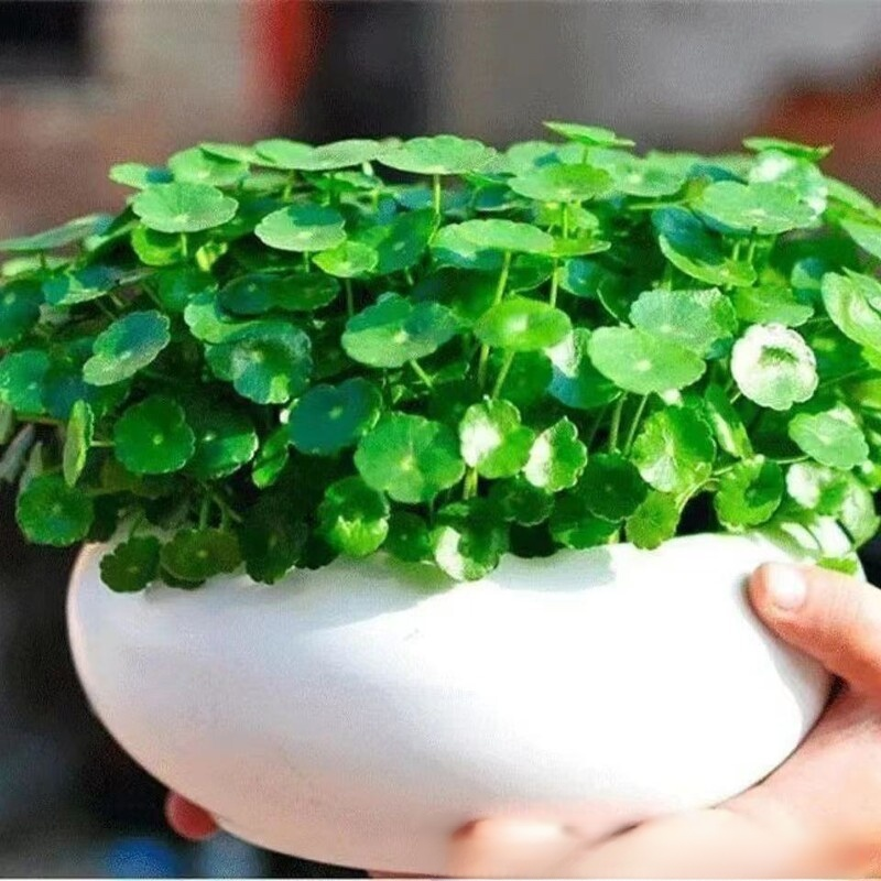 흑신화 동전초 씨앗