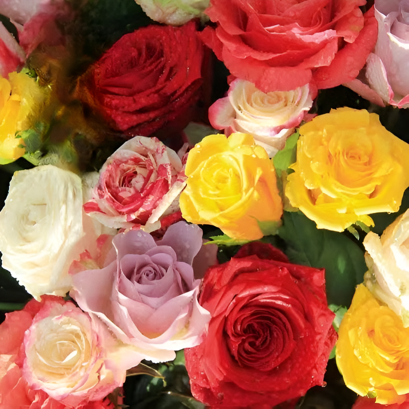 四季の花寄せ植えセット