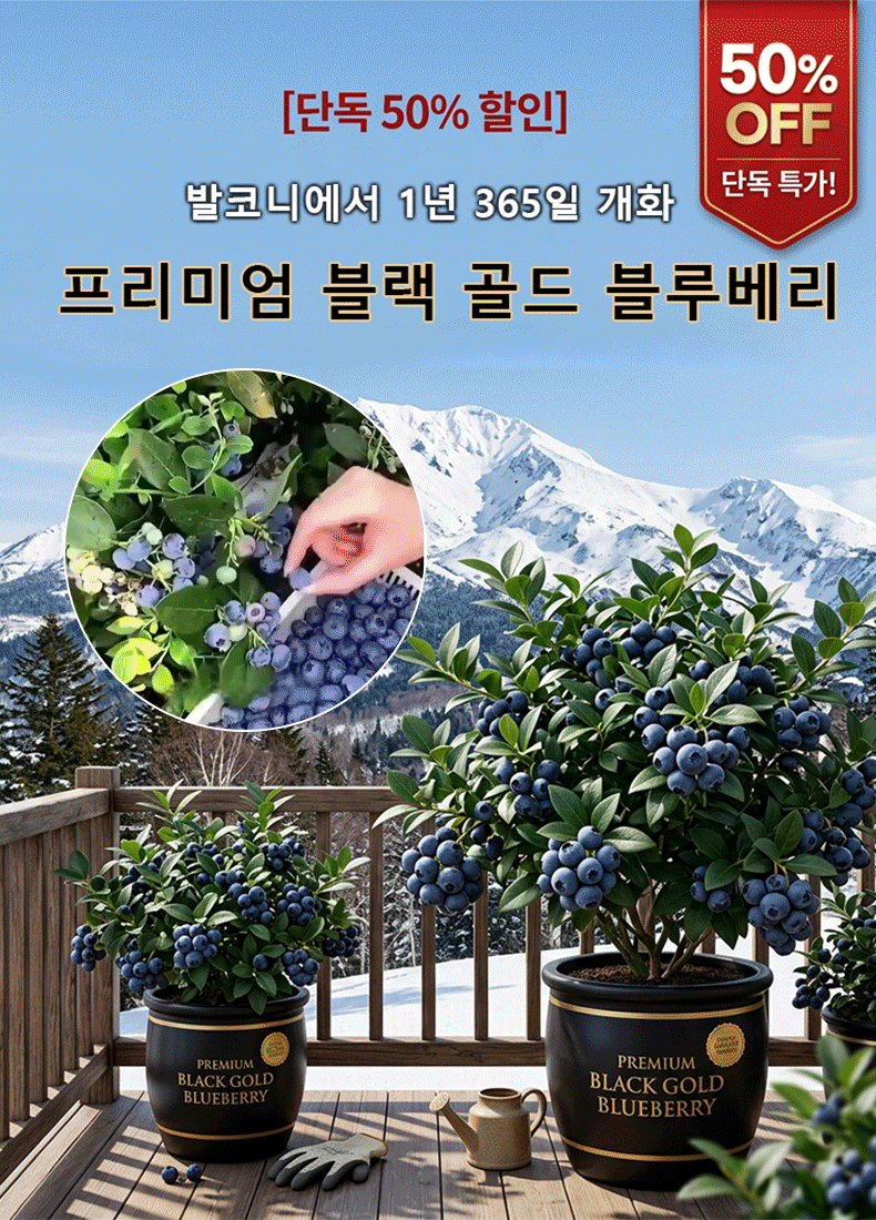 【천연 약재 창고】사계절 재배 가능한 발코니 화분 블루베리 씨앗