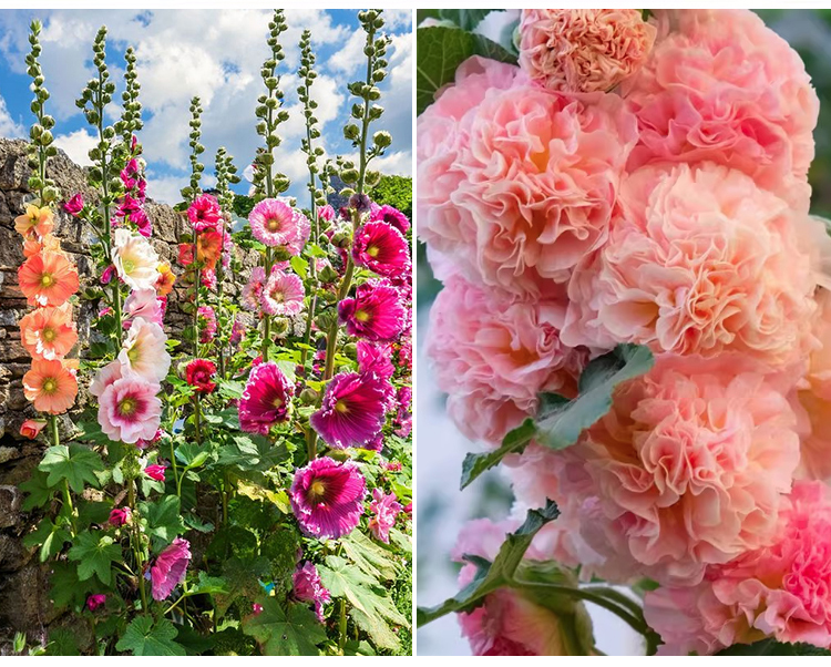 Bienenfreundliche Stockrosen Blüten