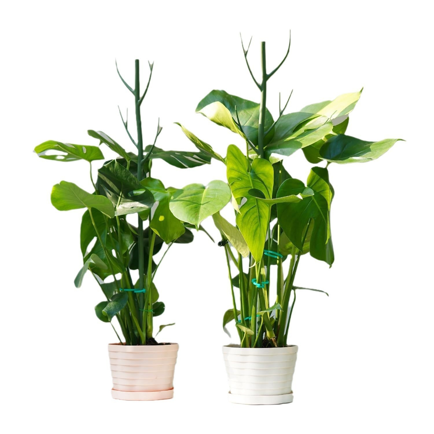 植物の支柱