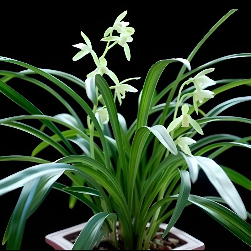 향기로운 온시디움 이끼 공