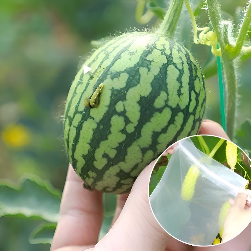 多機能果物栽培用保護袋 防虫・防鳥袋