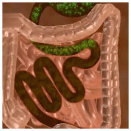 视频 (2).gif