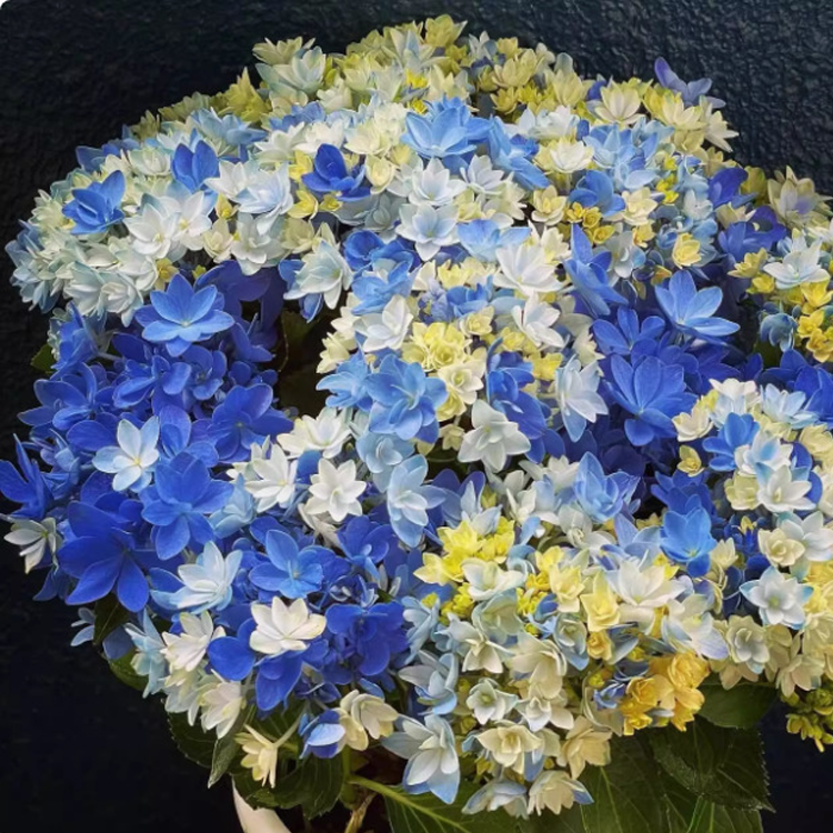 เมล็ดไฮเดรนเจียสำหรับปลูกในกระถาง ทั้งในร่มและกลางแจ้ง ไม้ดอกยืนต้น