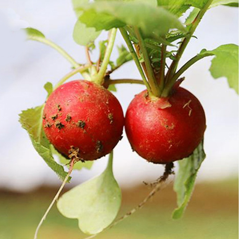 Red Skin White Flesh Cherry Radish Seeds