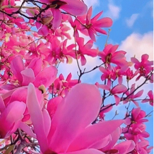 庭院景觀招財玉蘭花樹苗-按訂單量採購