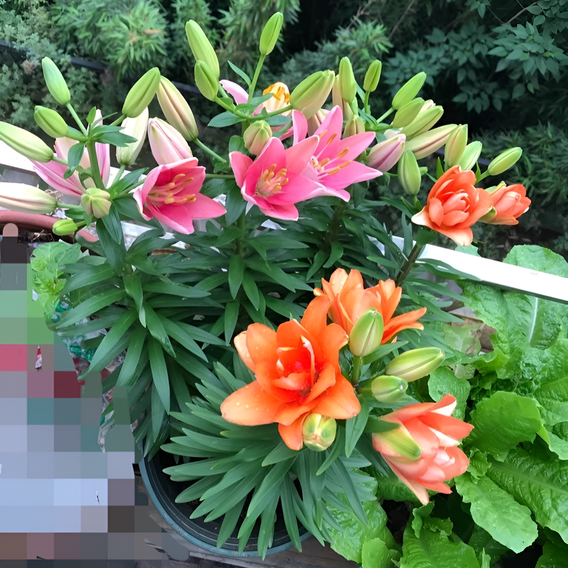 Potted lilies