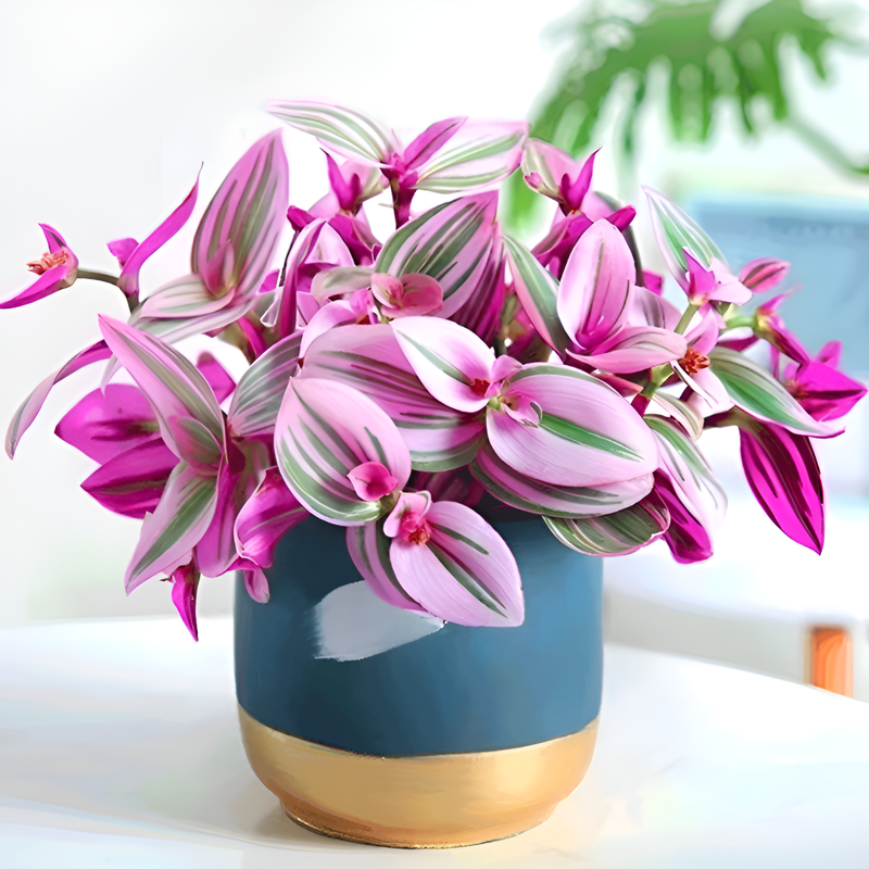 보라색 거미 식물