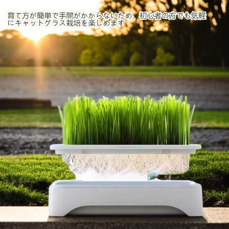 水耕栽培のキャットグラス鉢植え