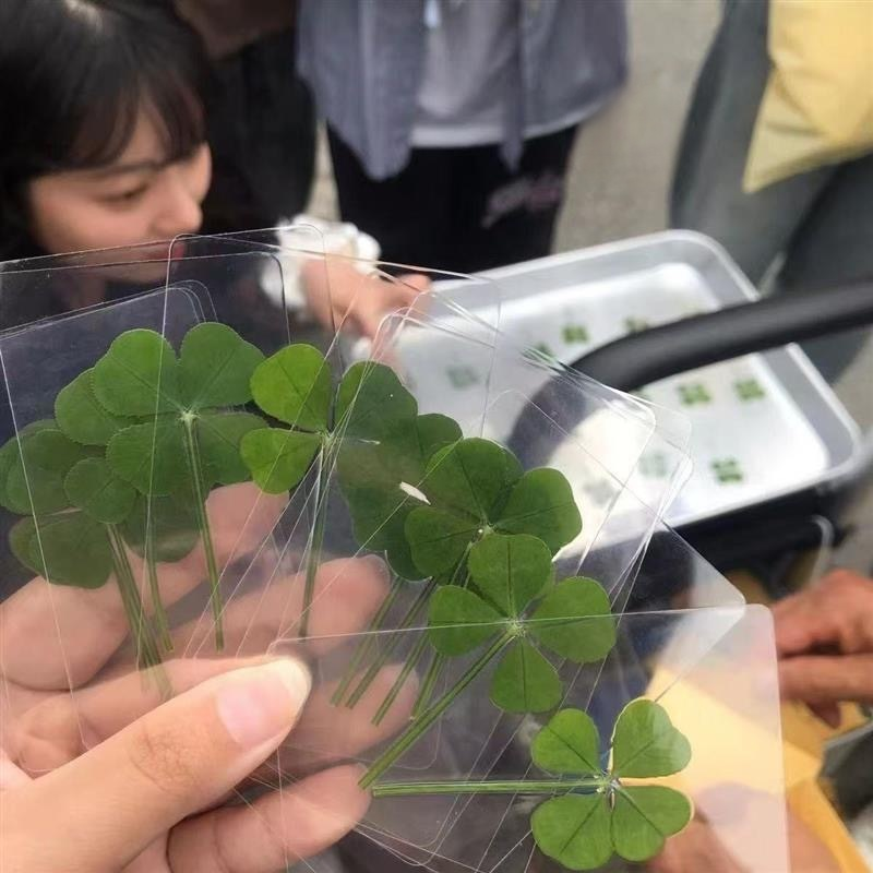 幸運四葉草透明卡片壓克力許願書籤
