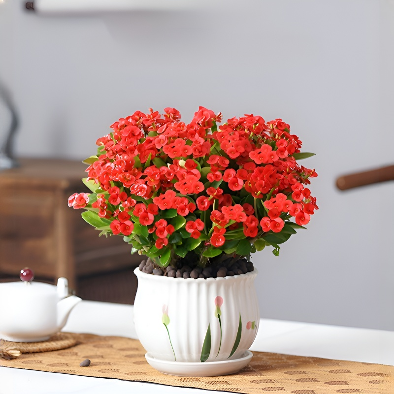 사계절 내내 푸른 보라색 잎 줄란 관엽식물