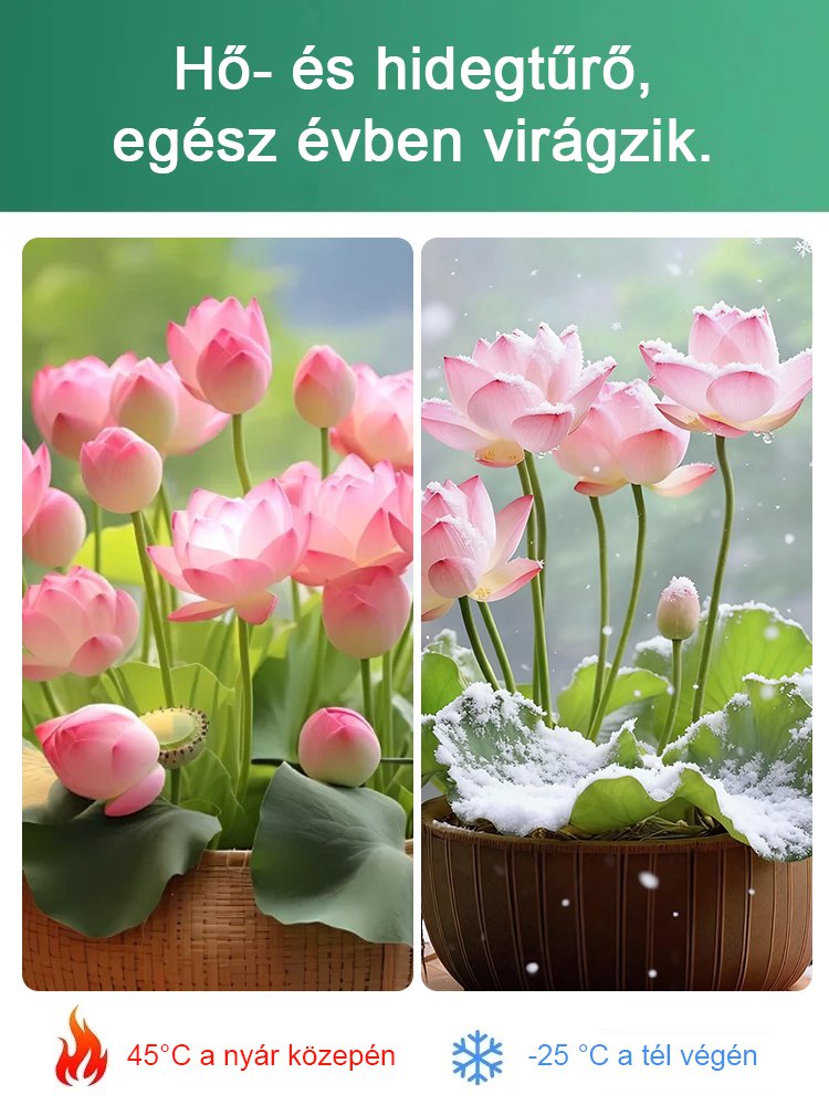 Prosperující s vodou! Přírodní čistička vzduchu! Rozkvetlý dům s voňavým hydroponickým lotusem