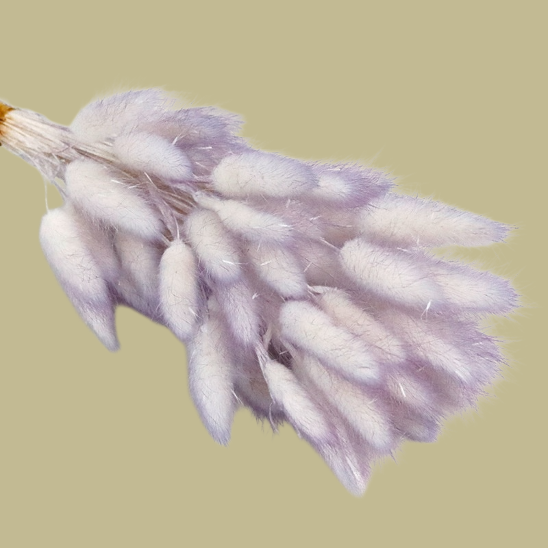 컬러 천연 강아지풀 꽃다발 