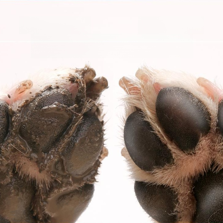 Dog & Cat Paw Cleaner Pet Foot Cleaning Cup