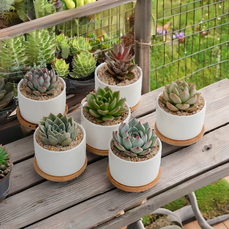 グレーズセラミック多肉植物鉢