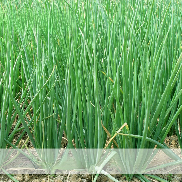 เมล็ดต้นหอม