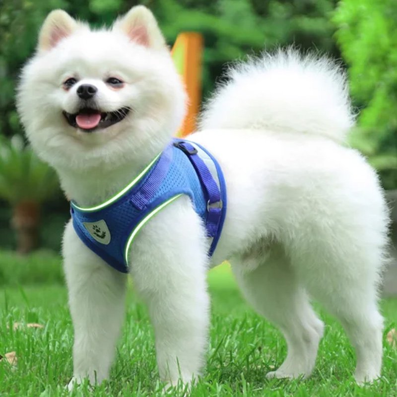 ปลอกคอสุนัข