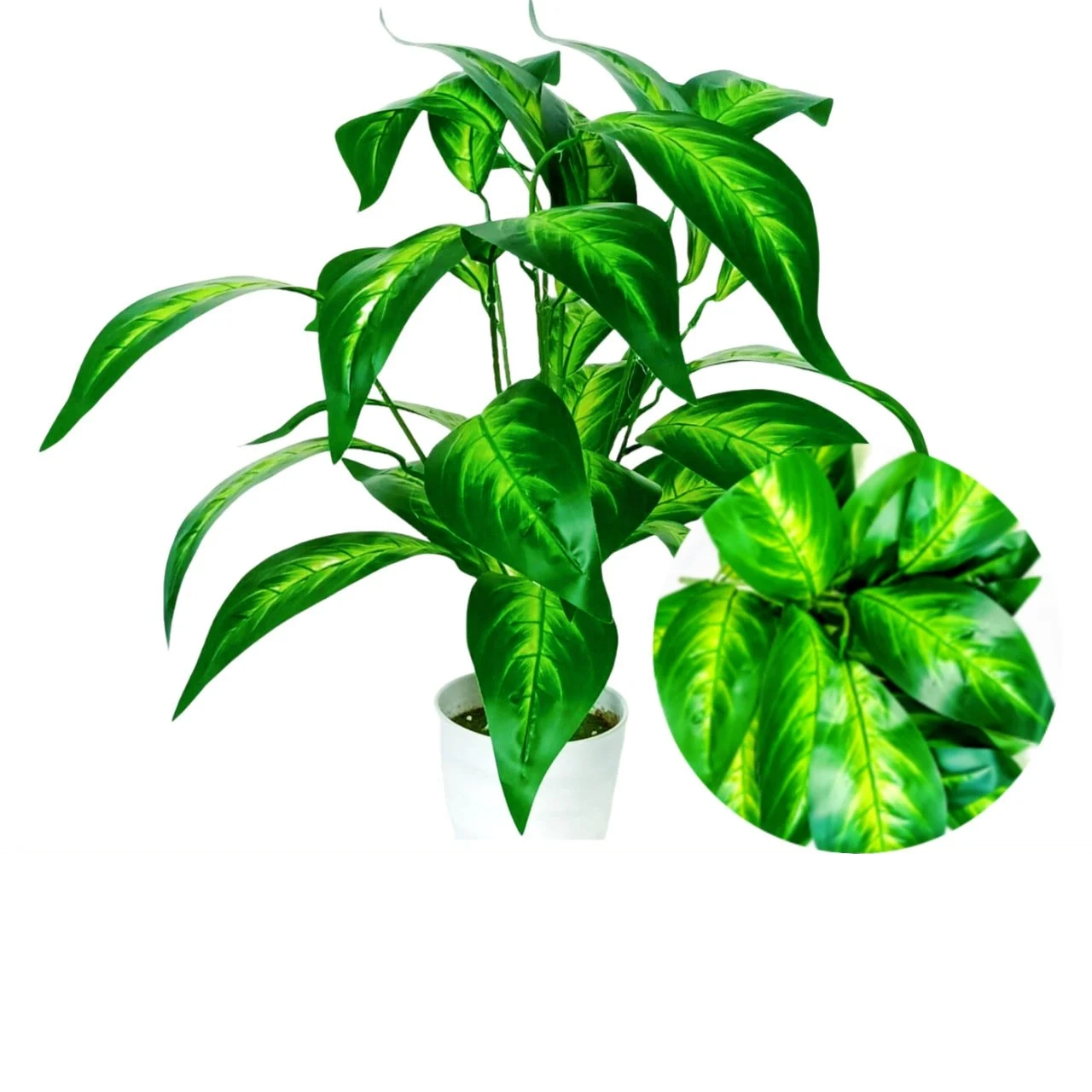 몬스테라 델리시오사 분재