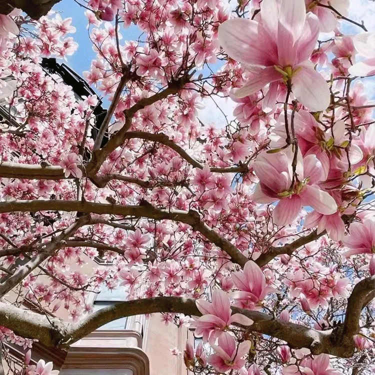 庭院景觀招財玉蘭花樹苗-按訂單量採購