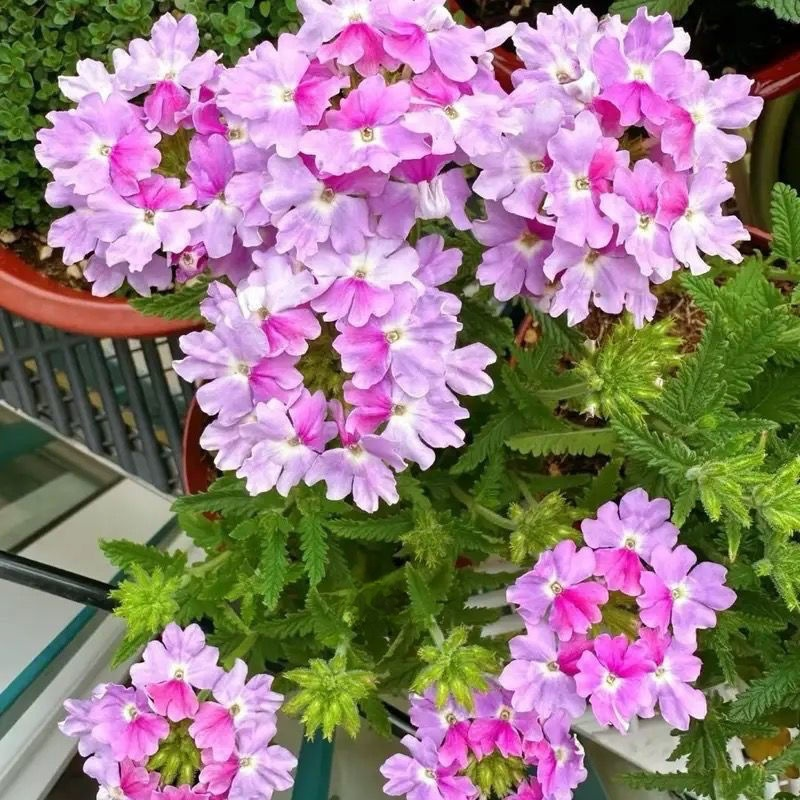 Four Seasons Planting Verbena Seeds