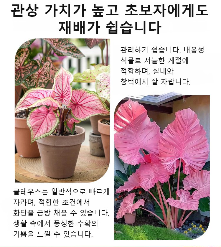 翻译件-HFH-稀有彩叶玉簪花种子-1286342_18.jpg