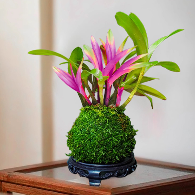 덴드로비움 꽃과 녹색 식물