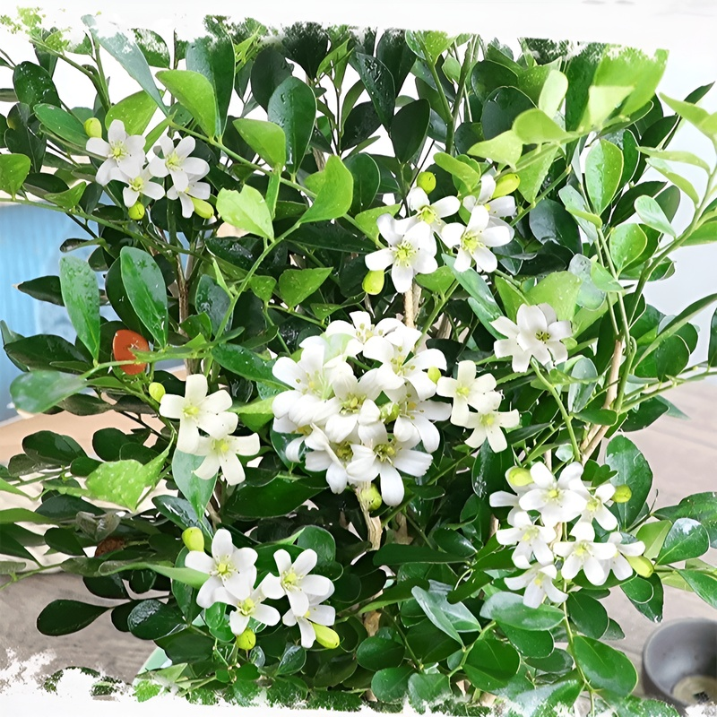 사계절 꽃피는 구리향 화분식물