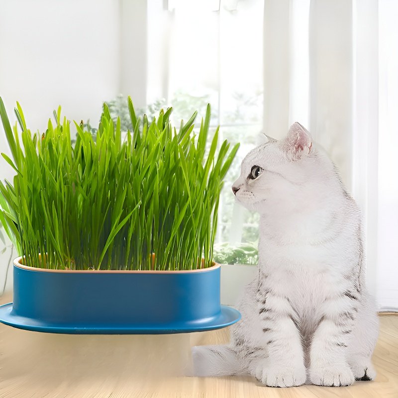 Bac à herbe à chat hydroponique sans terre