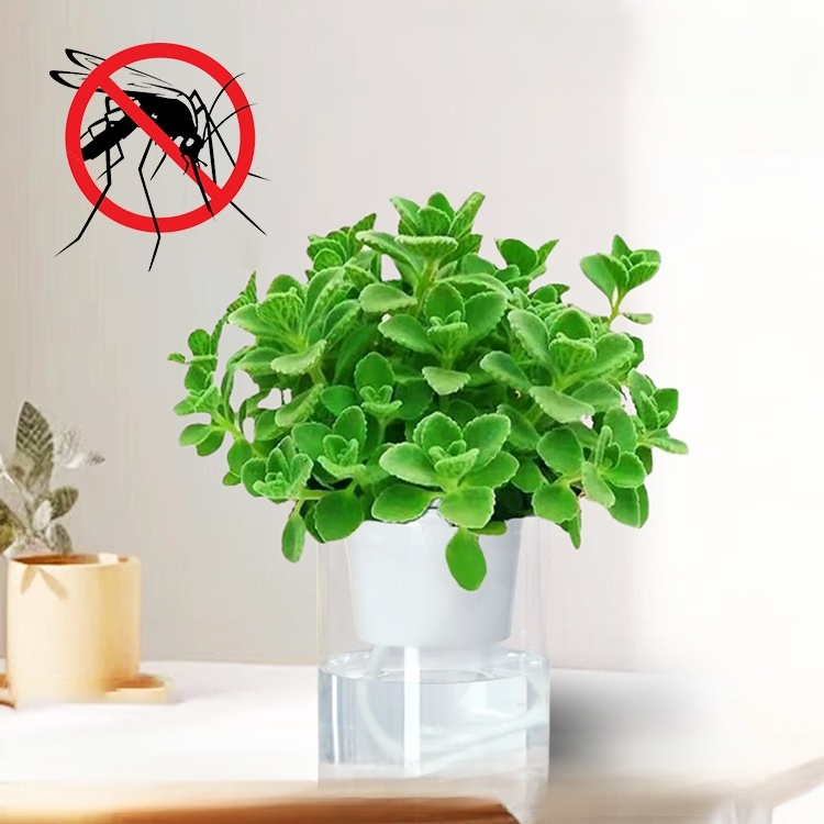 Mosquito-Repelling Potted Mint Plant