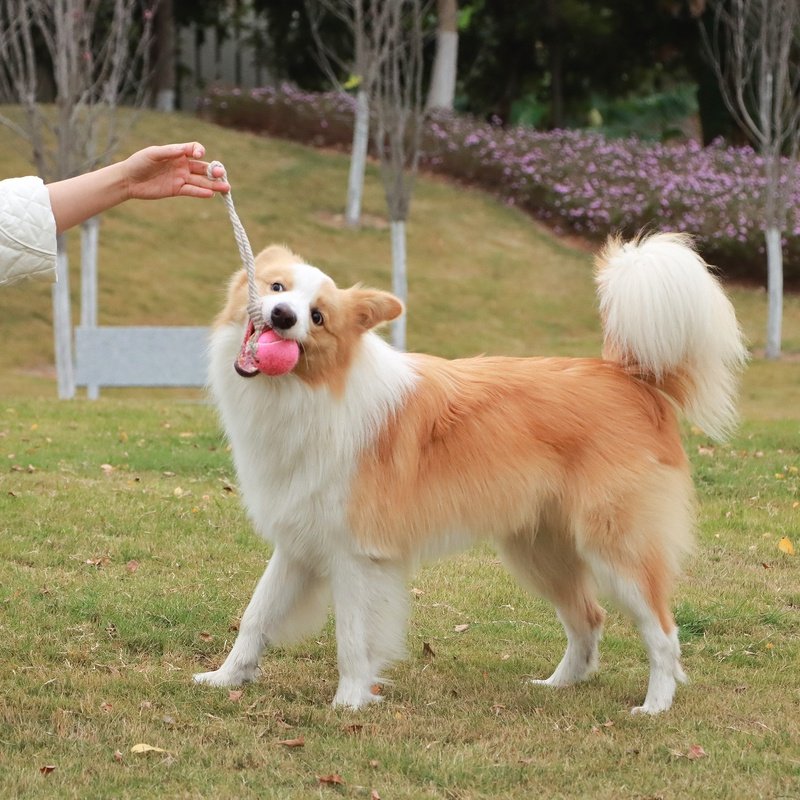 Pelota de tenis interactiva para limpieza dental de mascotas