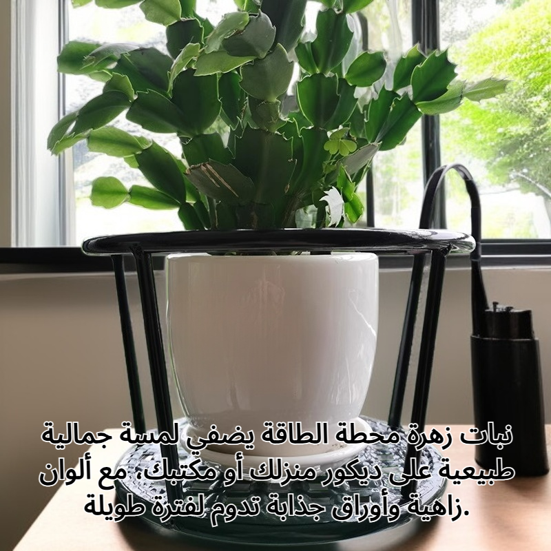 نبات زهرة محطة الطاقة