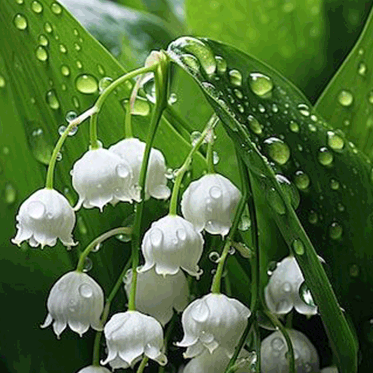 Perfume Suzuki bola de semillas